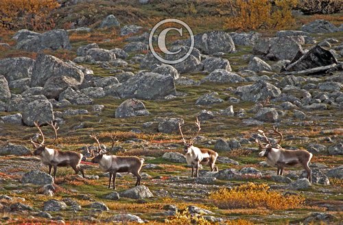Reindeer on the Tundra DM0329
